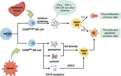 The basic biology of NK cells and its application in tumor immunotherapy